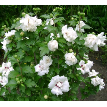 Althéa/mauve en arbre 'Admiral Dewey' - cont. 9.5l (Hibiscus syriacus)