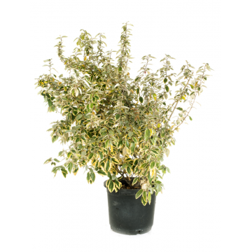 Chalef de Ebbing 'Viveleg' - cont. 9.5l (Elaeagnus ebbingei)