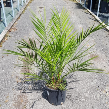 Palmier des Canaries - en pot de 20 cm (Phoenix canariensis)