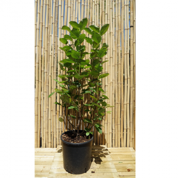 Aronia melanocarpa (Aronie à fruits noirs) - 9.5 litres