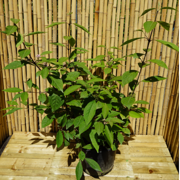 Callicarpa bodinieri (Arbuste aux bonbons) ´Profusion´