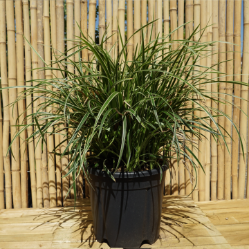 Carex foliosissima ´Ice Dance´ (Laîche japonaise) - cont. 9.5 litres