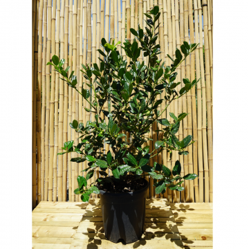 Houx 'Nellie R. Stevens' - cont. 12l (Ilex mutchagara)