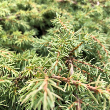 Juniperus communis (Genévrier commun) ´Green Carpet´