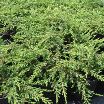 Juniperus communis (Genévrier commun) ´Repanda´