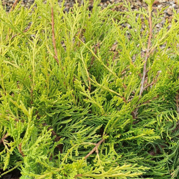 Genévrier 'Old Gold' - cont. 3l (Juniperus pfitzeriana)