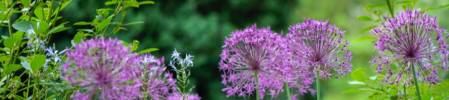 Plantes d'extérieur