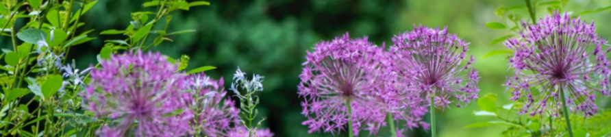Plantes d´Extérieur