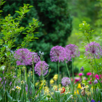 Plantes d'extérieur