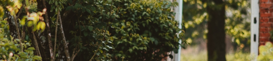 Arbustes & Plantes de haies