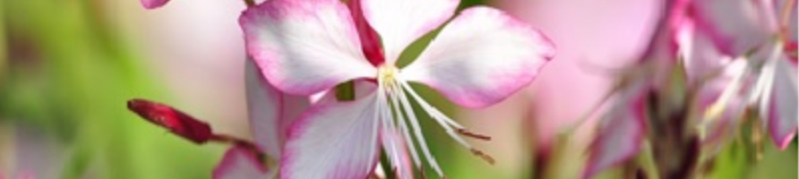 Plantes vivaces