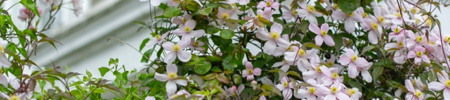 Plantes grimpantes