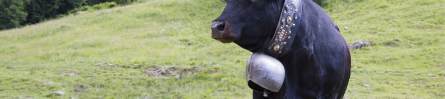 Vaches d'Hérens