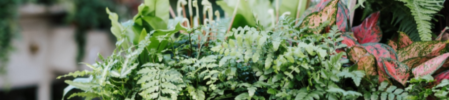Plantes d´Intérieur