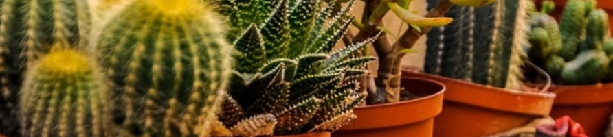 Cactus & Succulentes