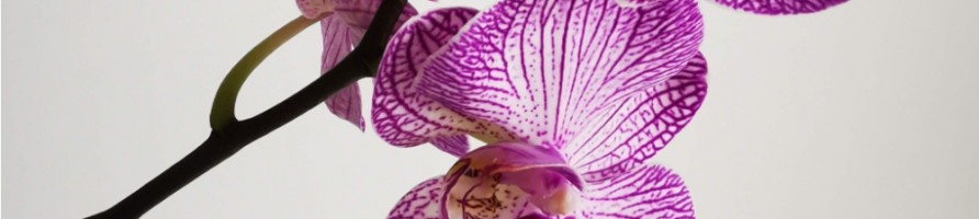 Orchidées