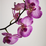 Orchidées