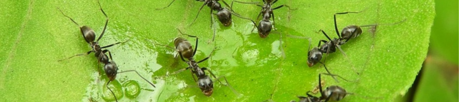 Protection contre les nuisibles