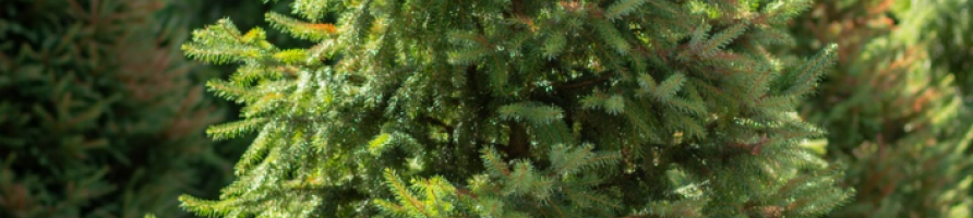 Sapins naturels