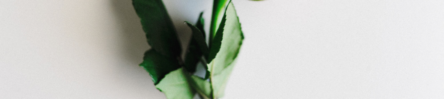 Plantes & Fleurs artificielles