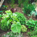 Fruits, légumes & aromatiques