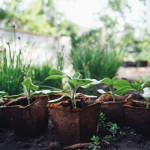 Plantons