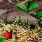 Fraises & baies