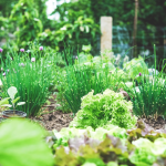 Graines potagères - Herbes aromatiques